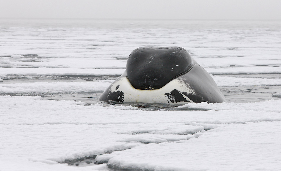 GrÃ¶nlandwale sind richtige Eisliebhaber und kÃ¶nnen mit der verstÃ¤rkten Oberseite der Schnauze Eisschollen durchbrechen. Sie jagen kleine FischschwÃ¤rme und Krebstiere nahe an der Eiskante. Bild: Heiner Kubny