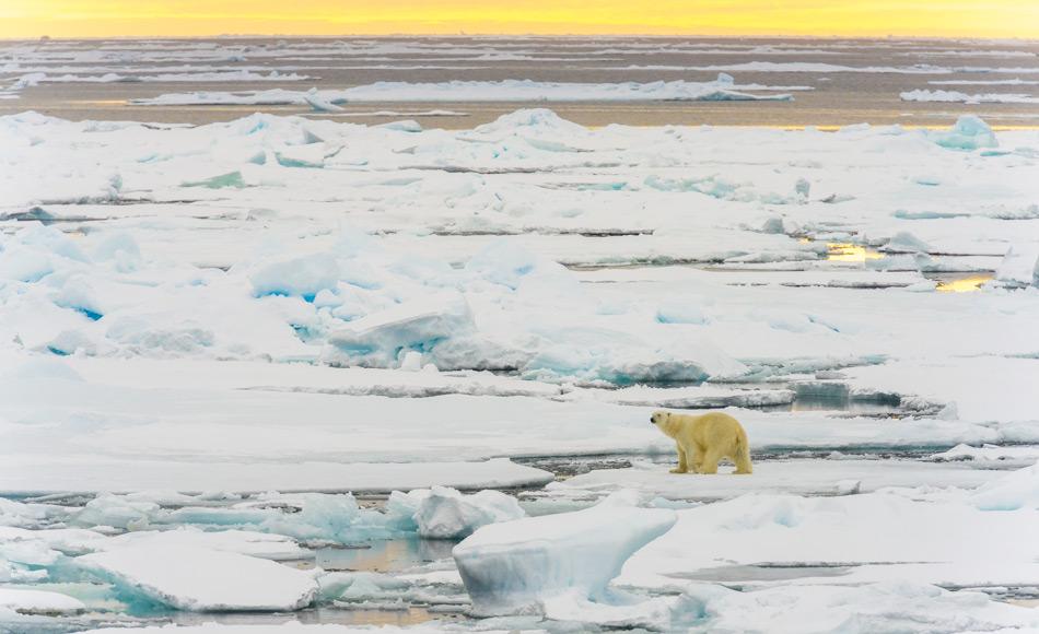  Das arktische Meereis ist nicht nur wichtig fÃ¼r das Klima der Erde, sondern ist auch ein wichtiges Ãkosystem. Alles Leben in der Arktis hÃ¤ngt vom Meereis ab. Dies umfasst Organismen wie Phytoplankton, Zooplankton, Fische und MeeressÃ¤uger, aber auch VÃ¶gel, Landtiere, Pflanzen und Menschen.
